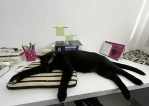 Человек работает удаленно дома