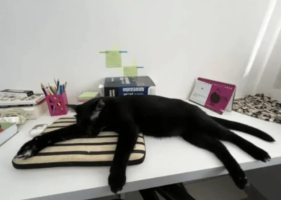 Человек работает удаленно дома