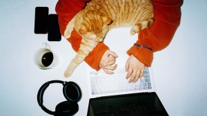 Рабочее место с котом